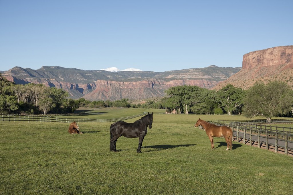 the ranchs pastures are currently home to five american bison four american quarter horses one belgian draft horse and three miniature horses | Lamianow.gr